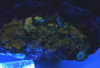 Chalcotrichite - Cole Mine, Bisbee, AZ, USA